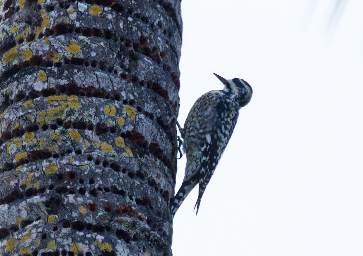 Yellow-bellied Sapsucker - ML145497501