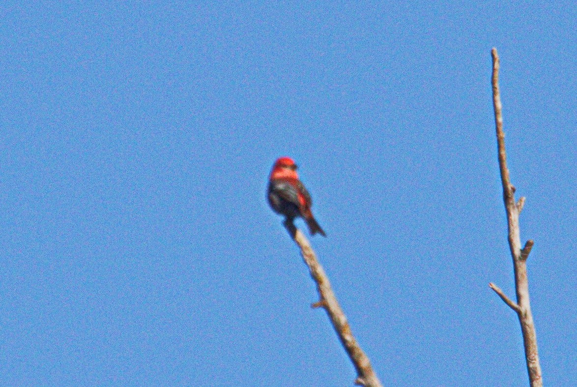 Pine Grosbeak - ML145497821