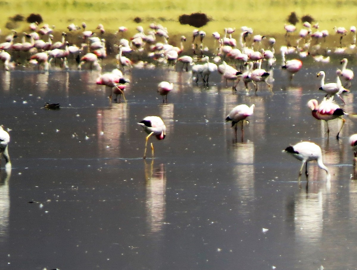 Andean Flamingo - ML145498271