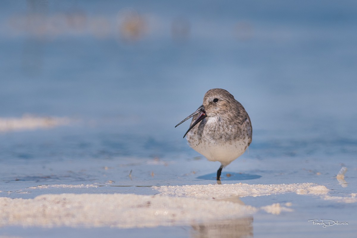 Dunlin - ML145499051