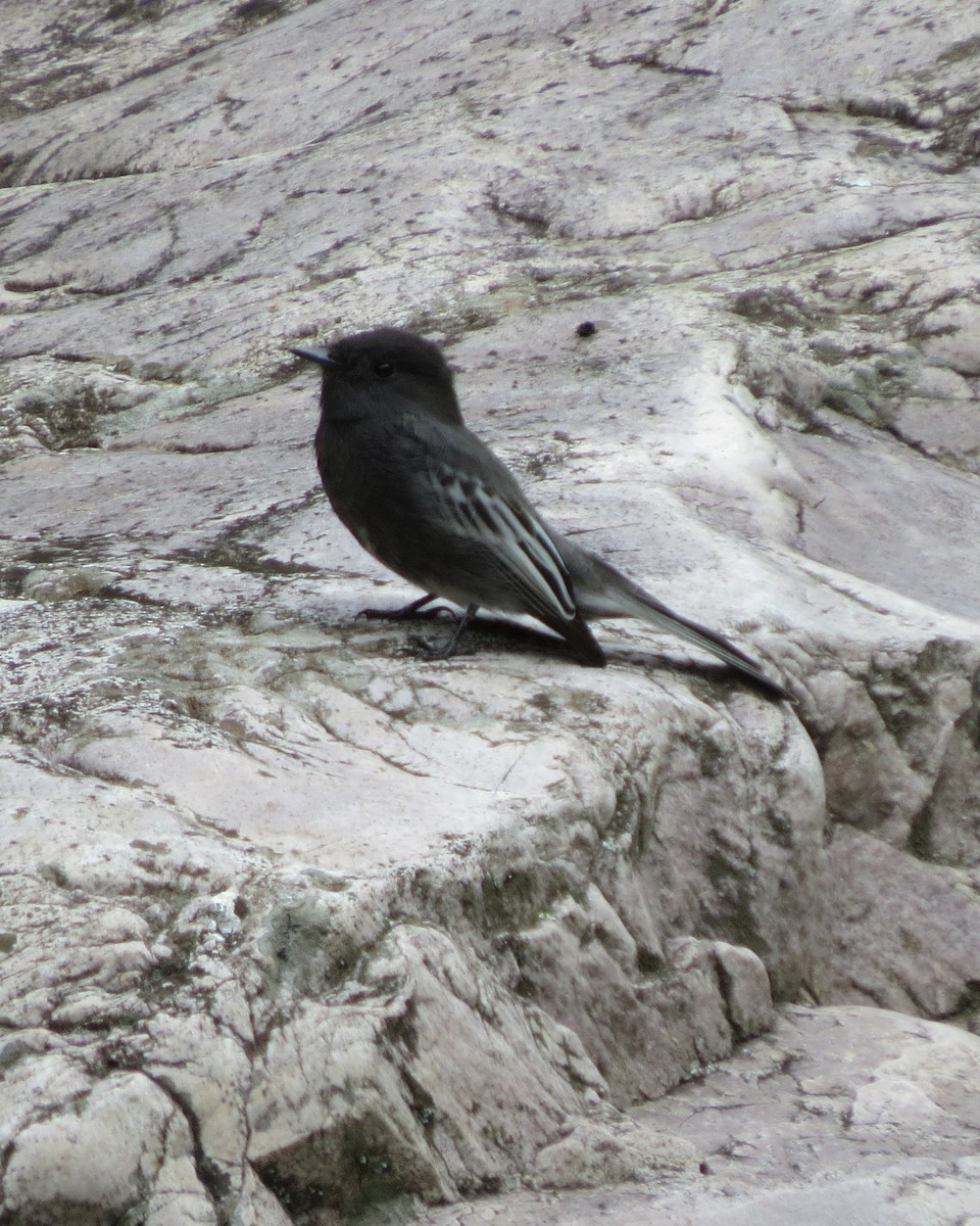 Black Phoebe - ML145499271