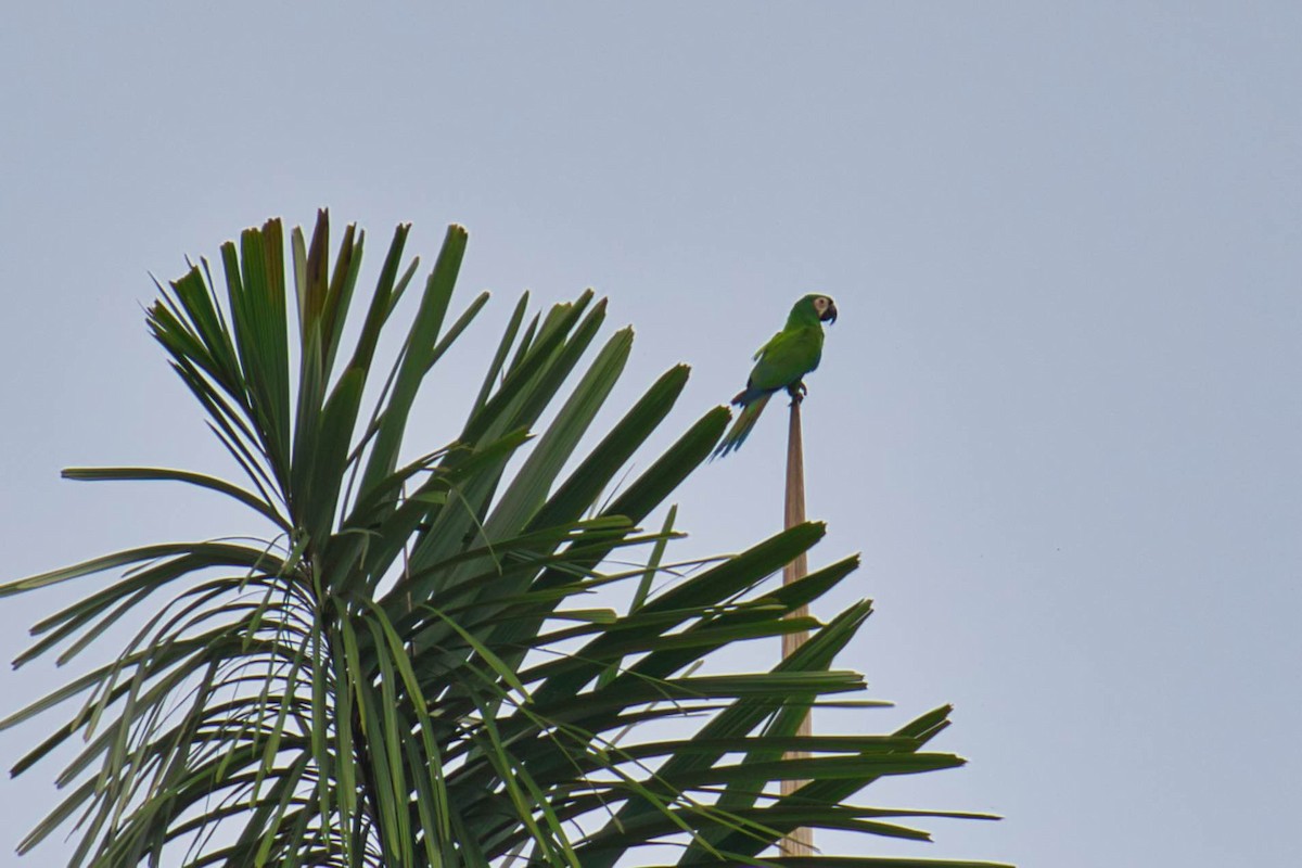 Chestnut-fronted Macaw - ML145499471