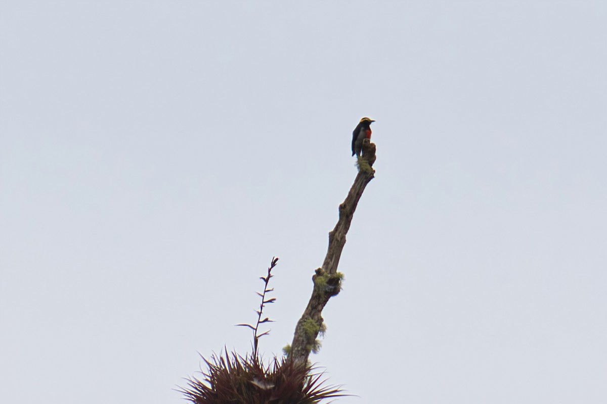 Yellow-tufted Woodpecker - ML145499671