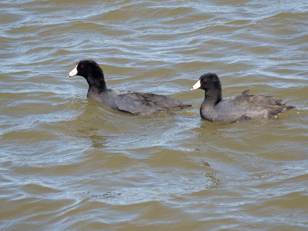 American Coot - Susan Elliott