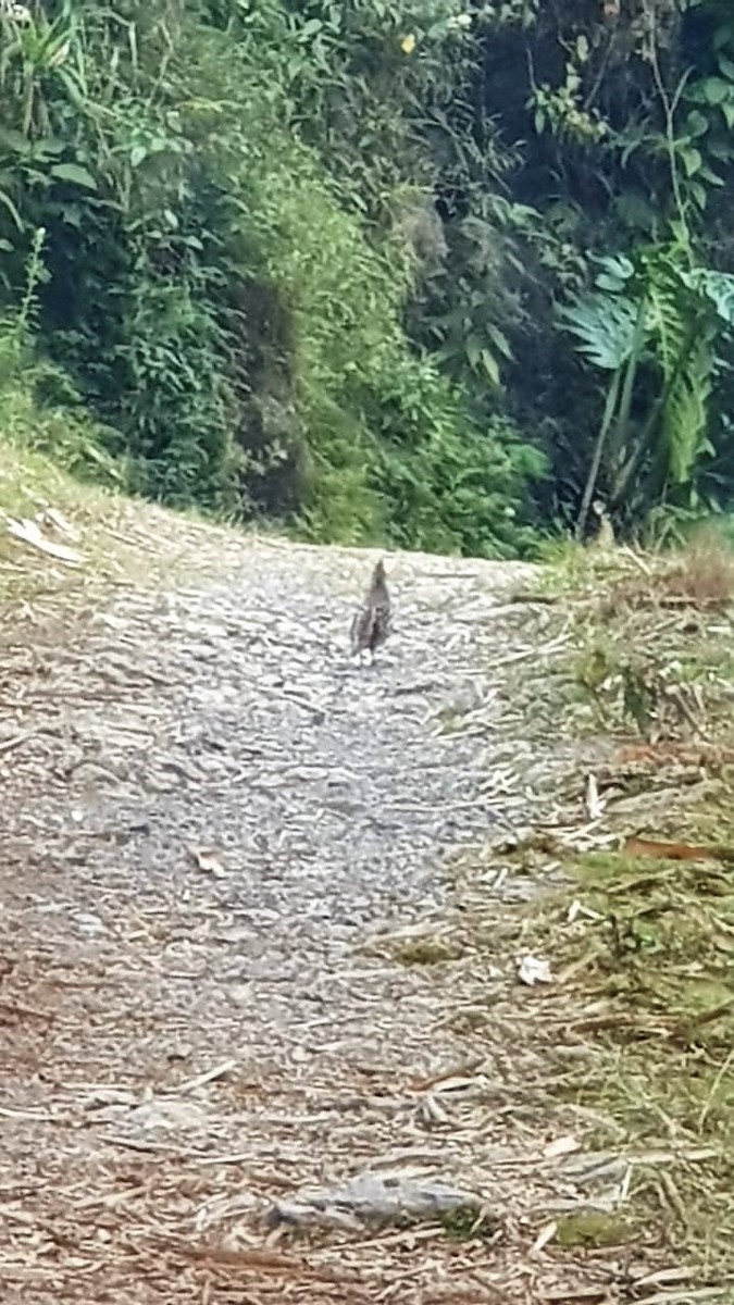 Crested Bobwhite - ML145502181