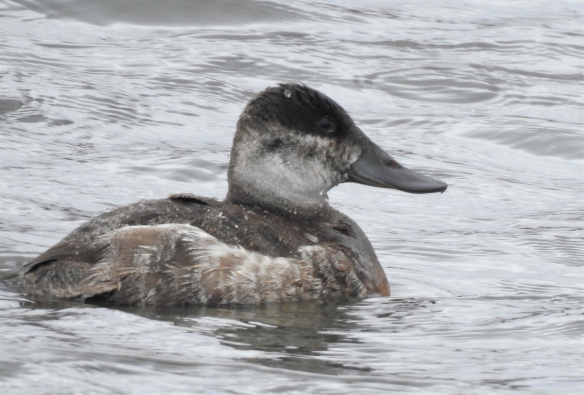 Ruddy Duck - Joanne Muis Redwood