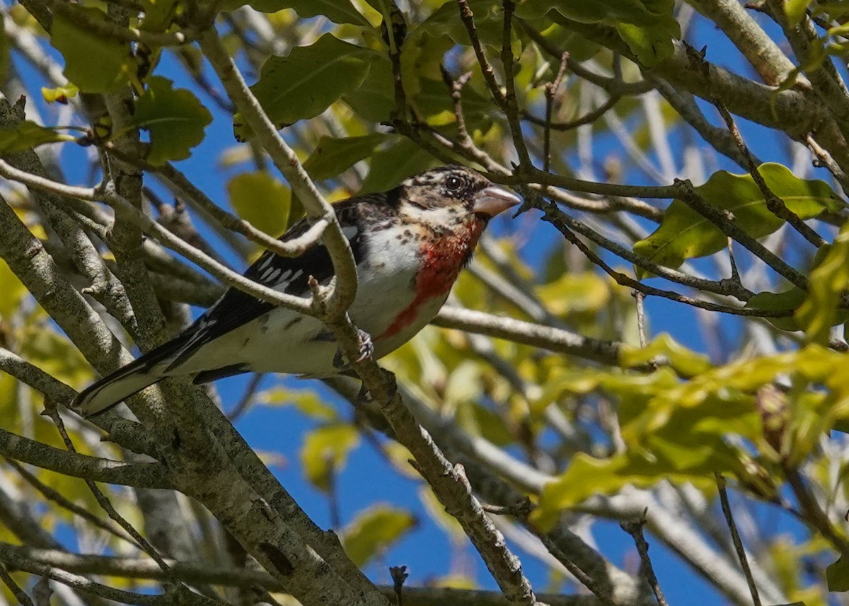 Rose-breasted Grosbeak - Ian  Gledhill