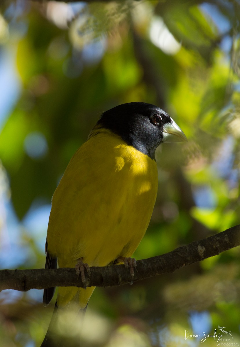 Hooded Grosbeak - ML145504731