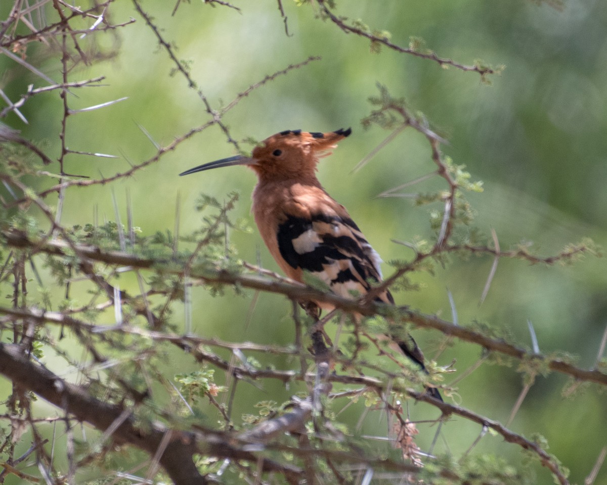 Eurasian Hoopoe - ML145506151