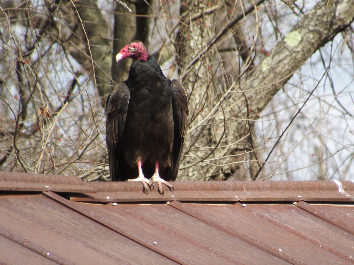 Turkey Vulture - ML145506171