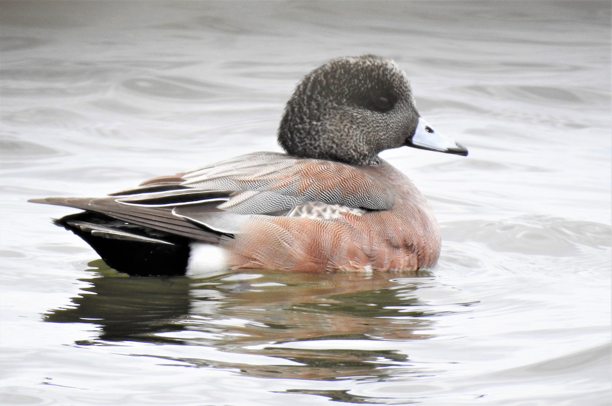 American Wigeon - ML145506761