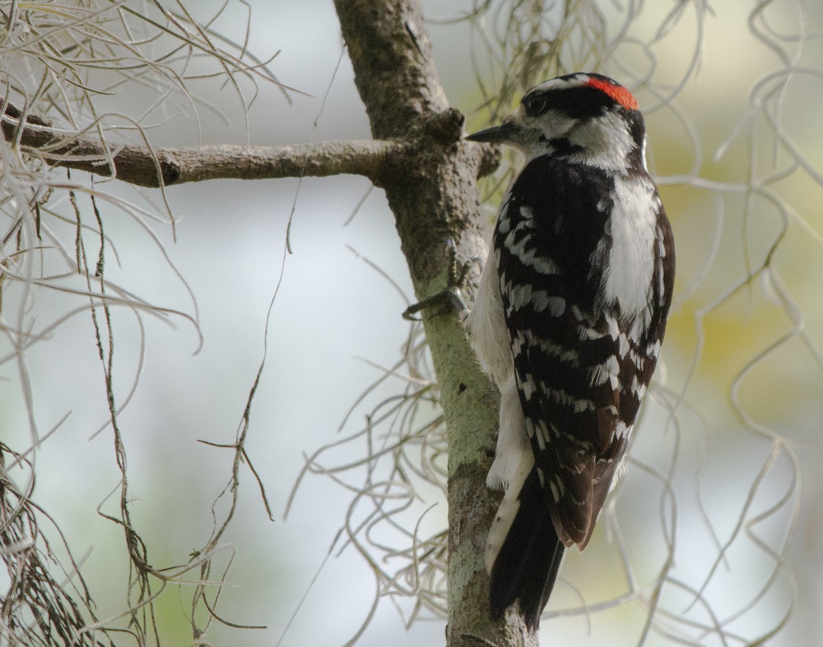 Downy Woodpecker - David Whipple
