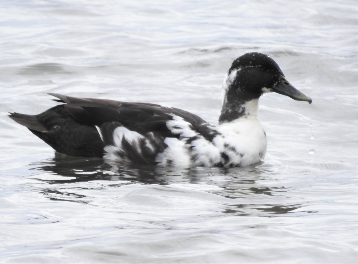 Mallard (Domestic type) - Joanne Muis Redwood