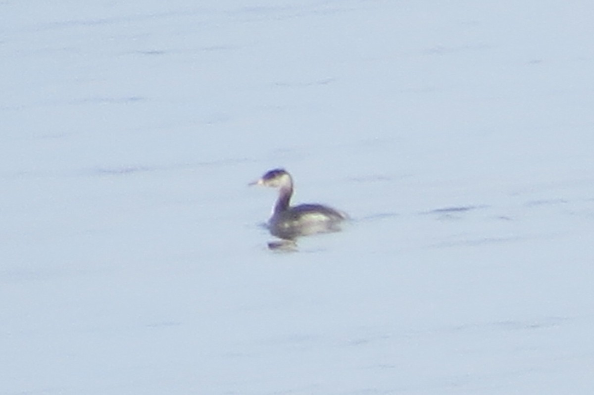 Red-necked Grebe - ML145509011