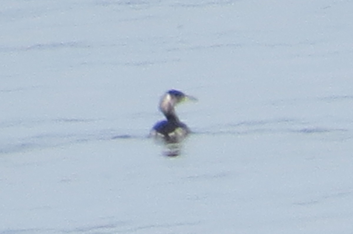 Red-necked Grebe - ML145509021
