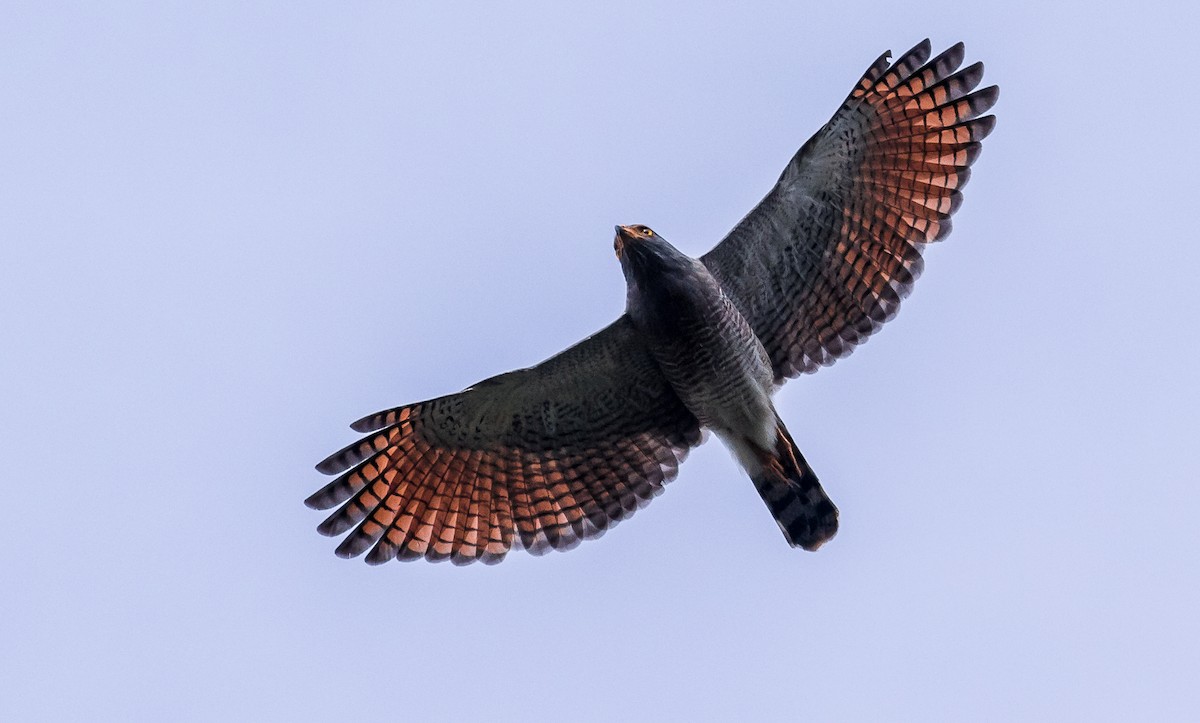 Roadside Hawk - David Monroy Rengifo