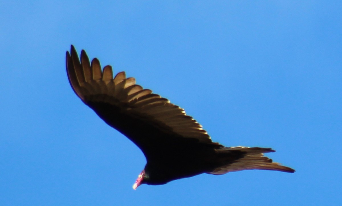 Turkey Vulture - ML145511531