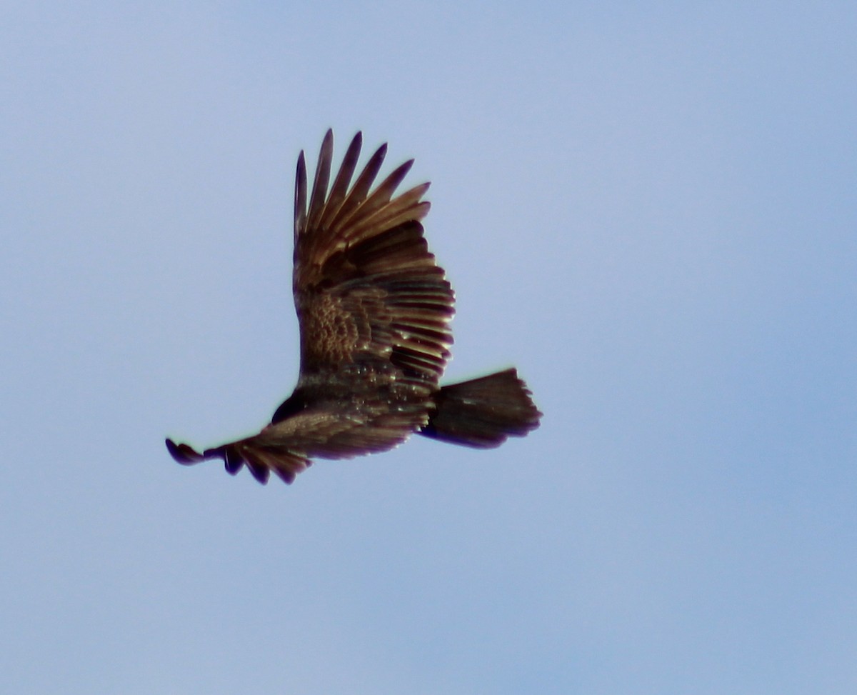 Red-tailed Hawk - ML145511661