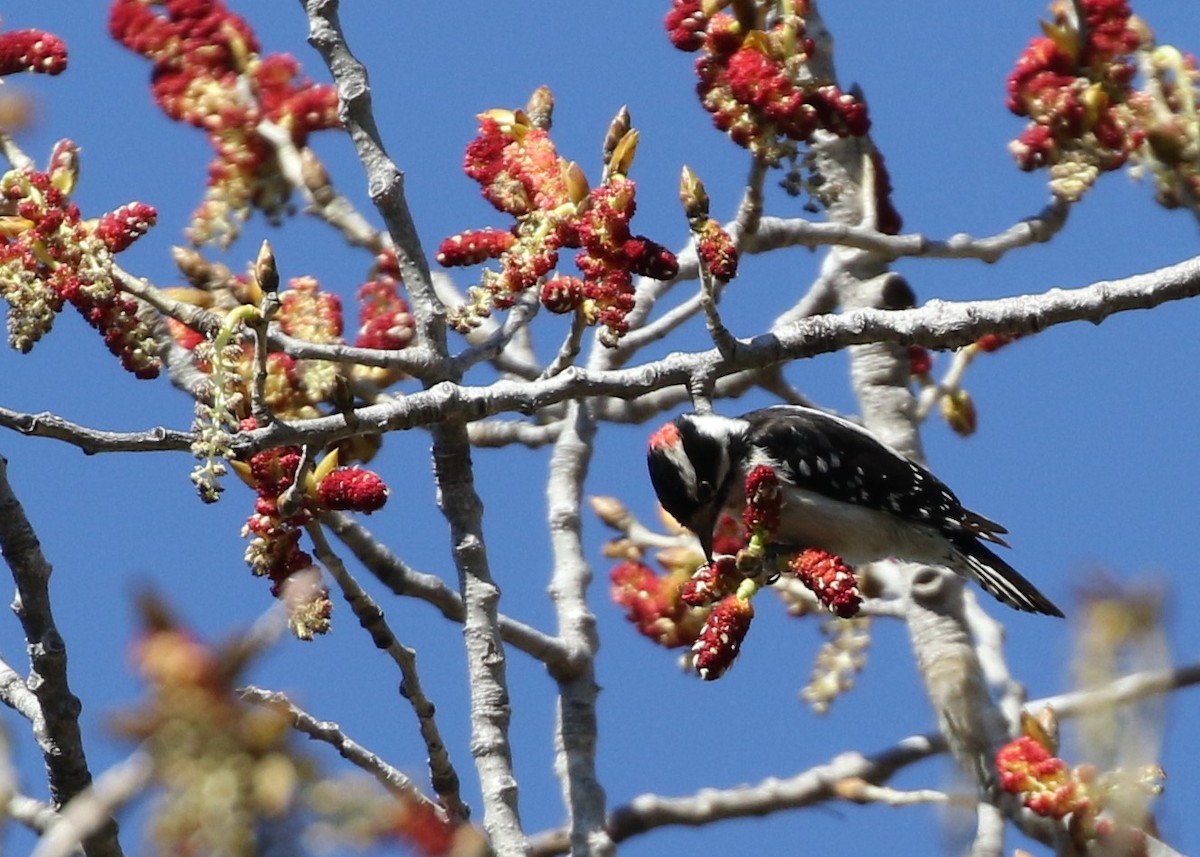 Downy Woodpecker - ML145512241