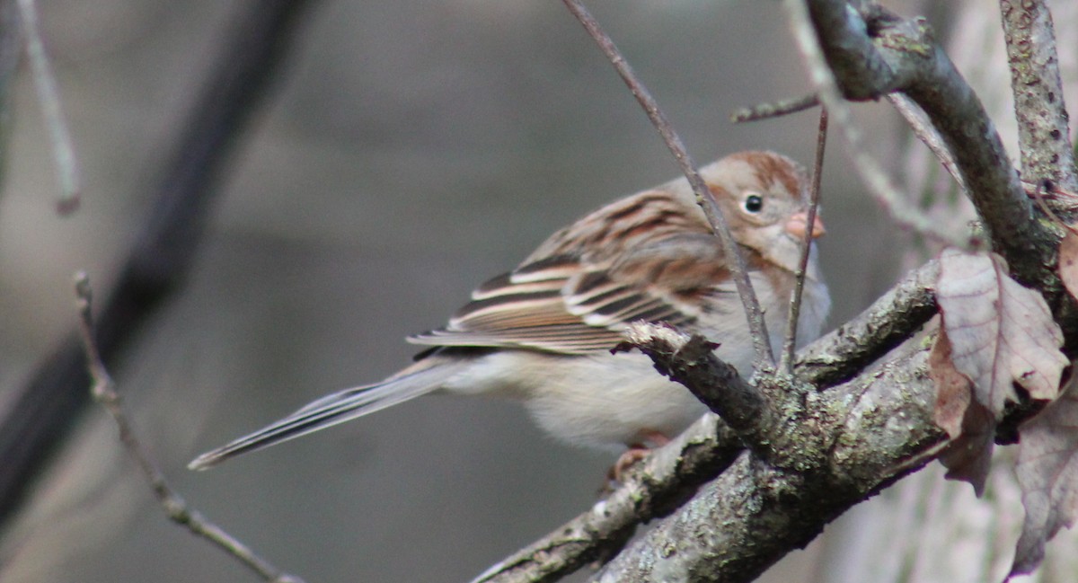 Field Sparrow - ML145512301