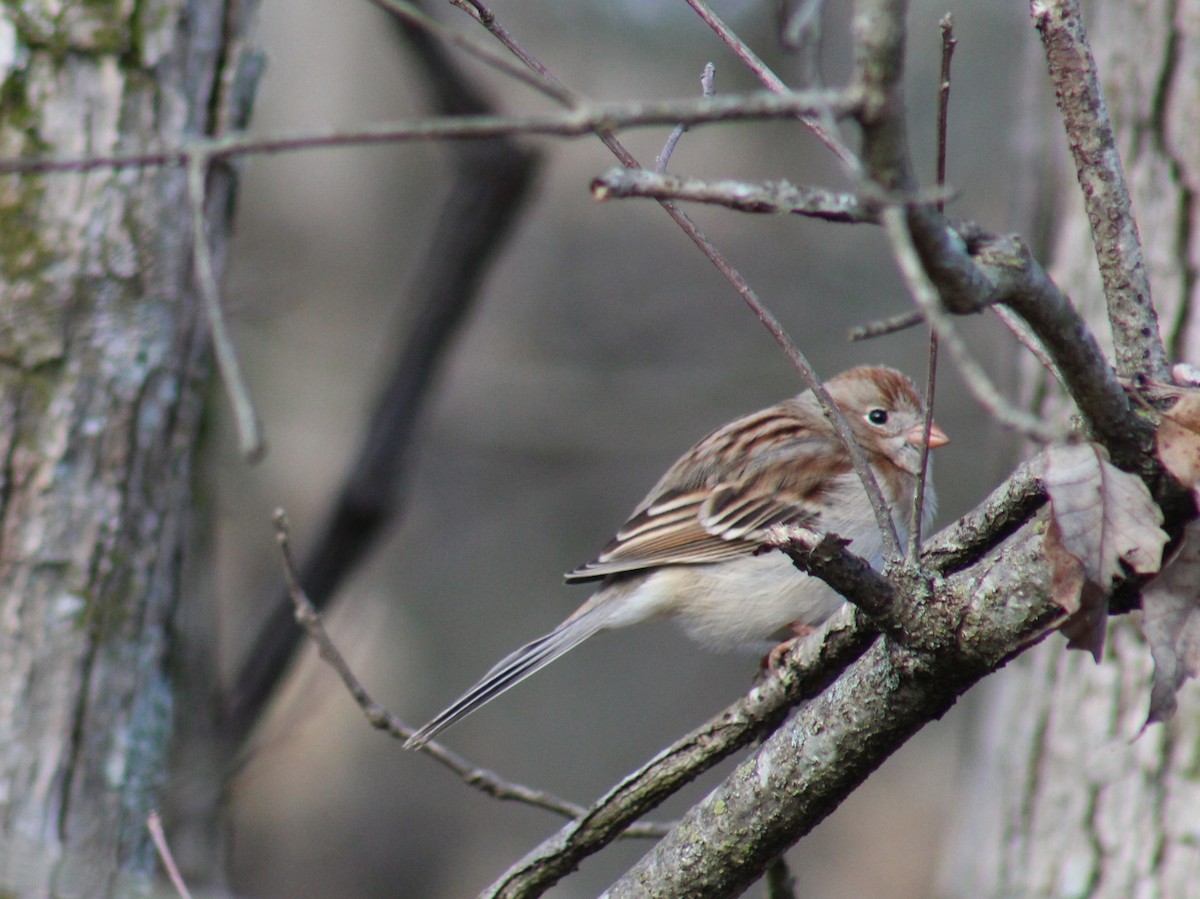 Field Sparrow - ML145512351