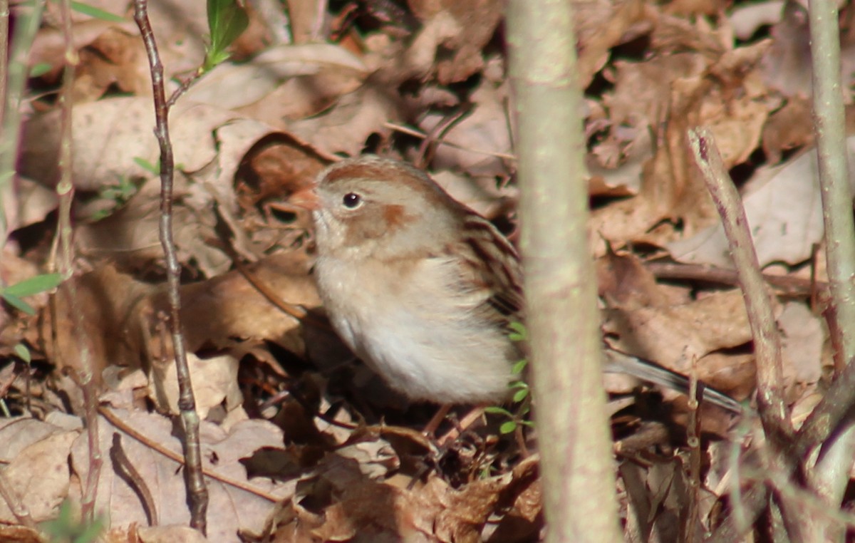 Field Sparrow - ML145512451