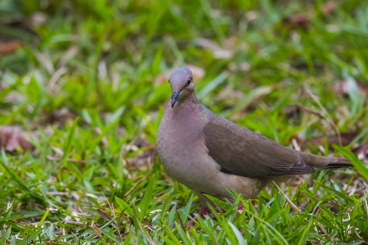 White-tipped Dove - ML145514291