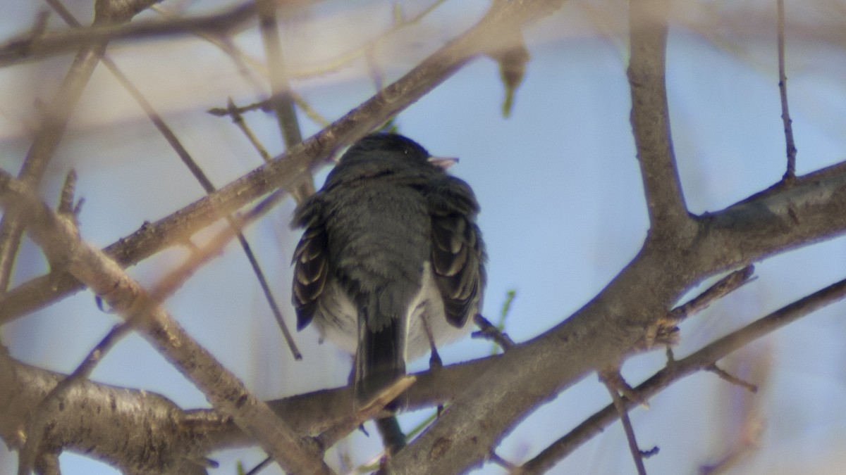 Dark-eyed Junco - Jasper Weinberg