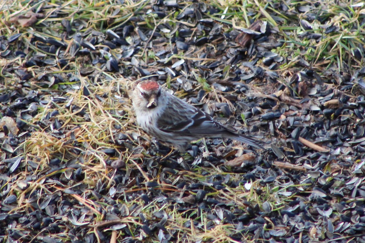 Common Redpoll - ML145516961