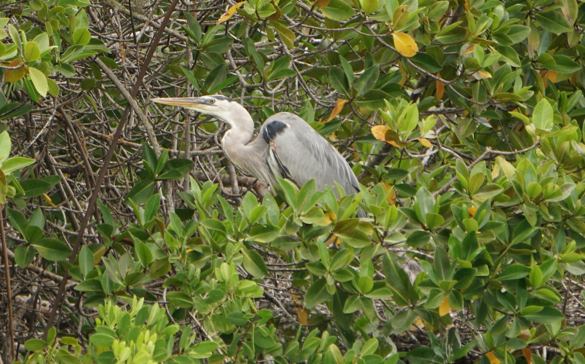 Great Blue Heron - ML145517041