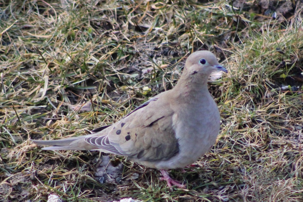 Mourning Dove - ML145517051