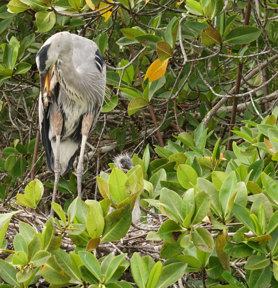 Great Blue Heron - ML145517561