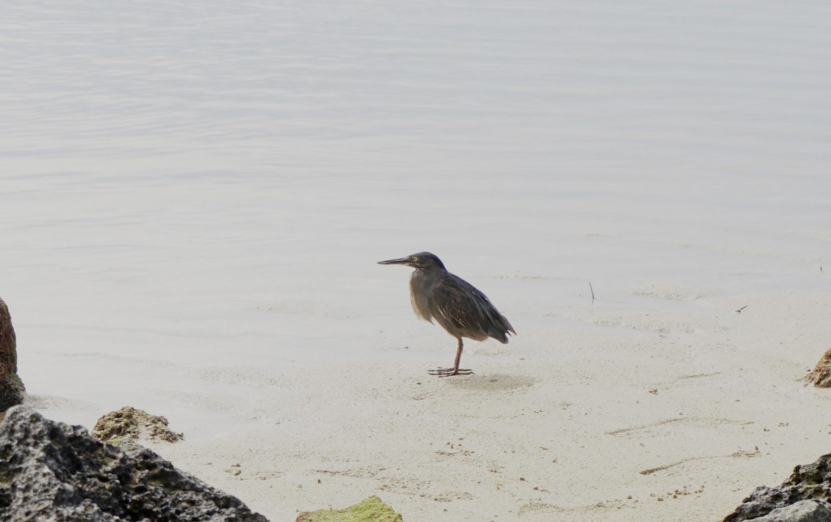 Striated Heron - ML145518381