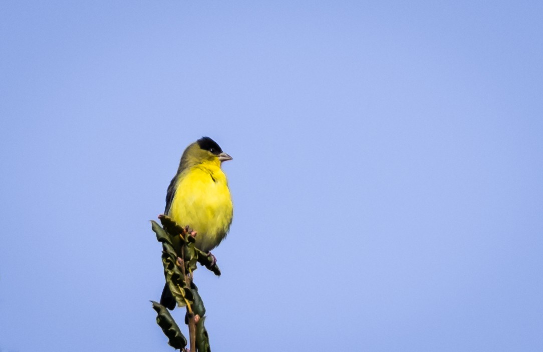 American Goldfinch - ML145518571