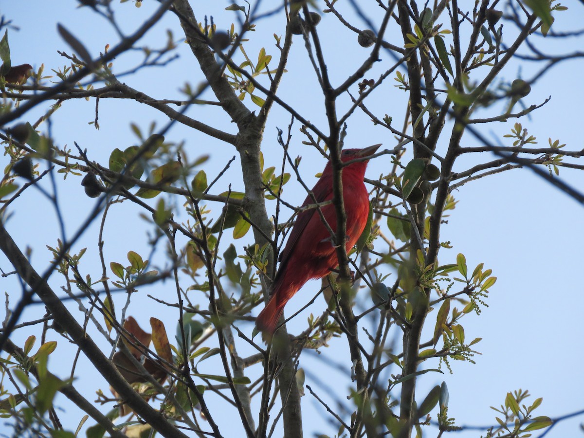 Summer Tanager - ML145518621