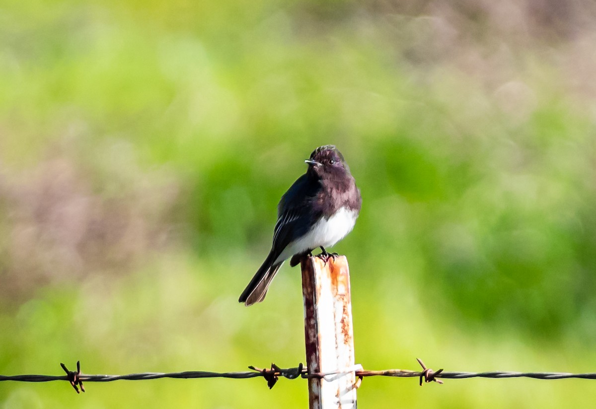 Black Phoebe - ML145519011