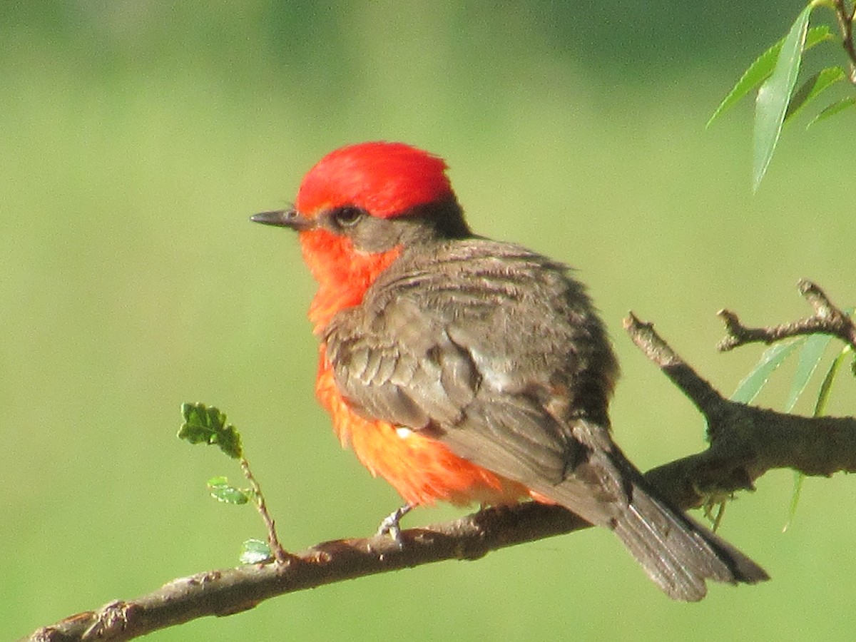 Vermilion Flycatcher - Caleb Helsel