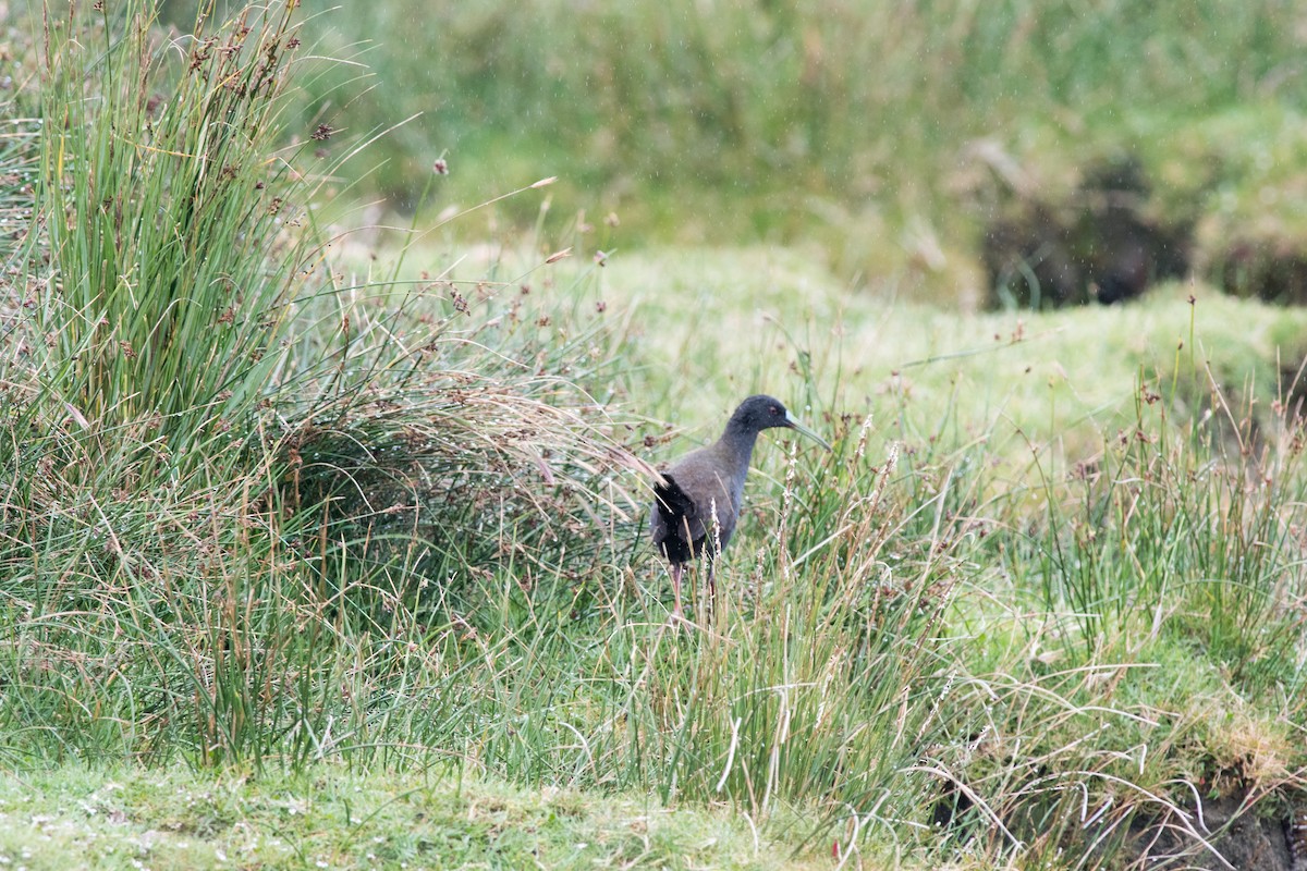 Plumbeous Rail - ML145521501