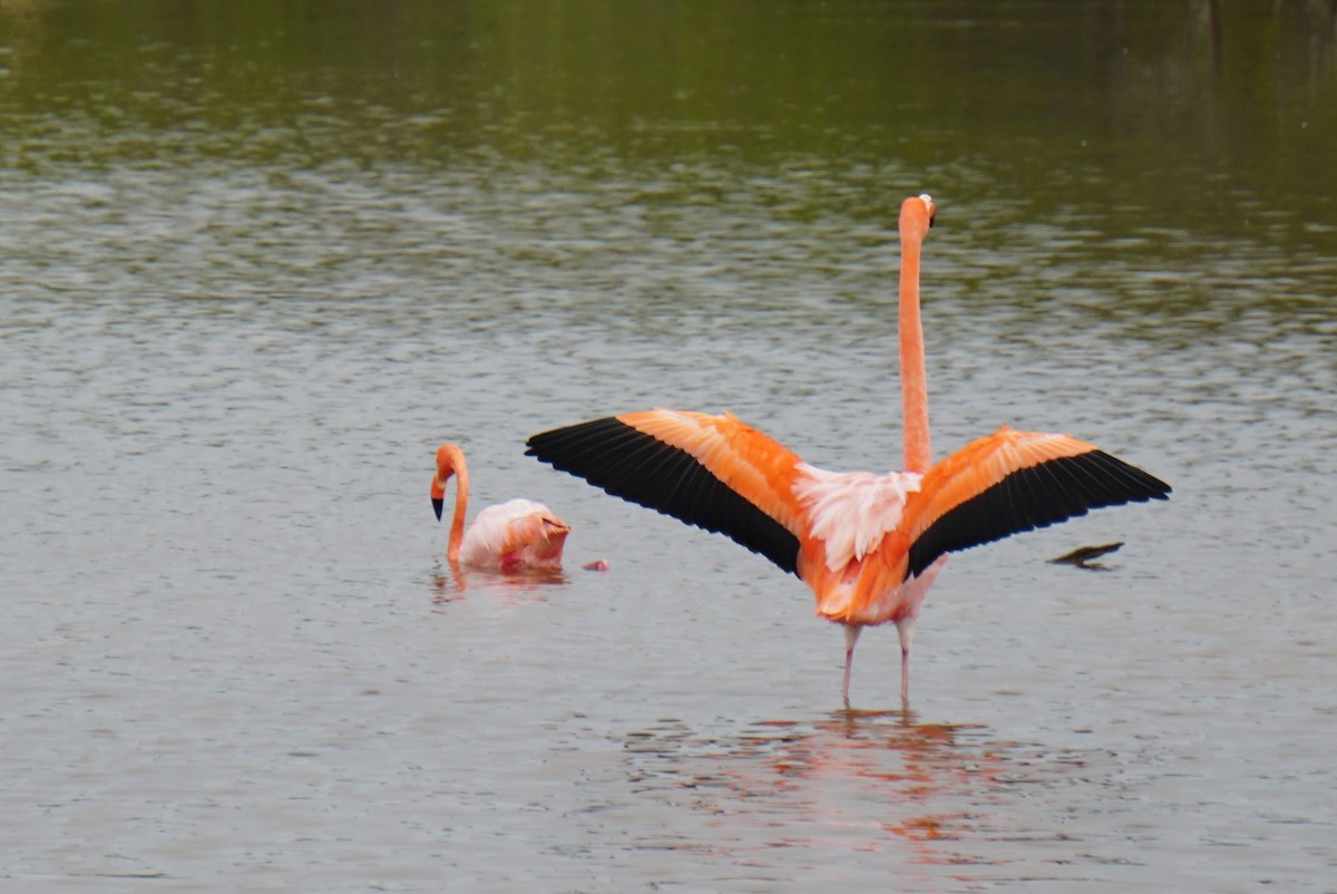 American Flamingo - ML145521531