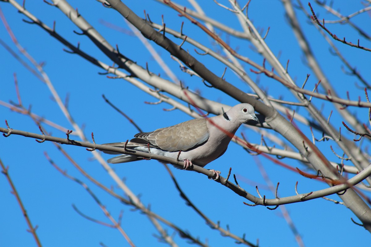 Eurasian Collared-Dove - ML145521641