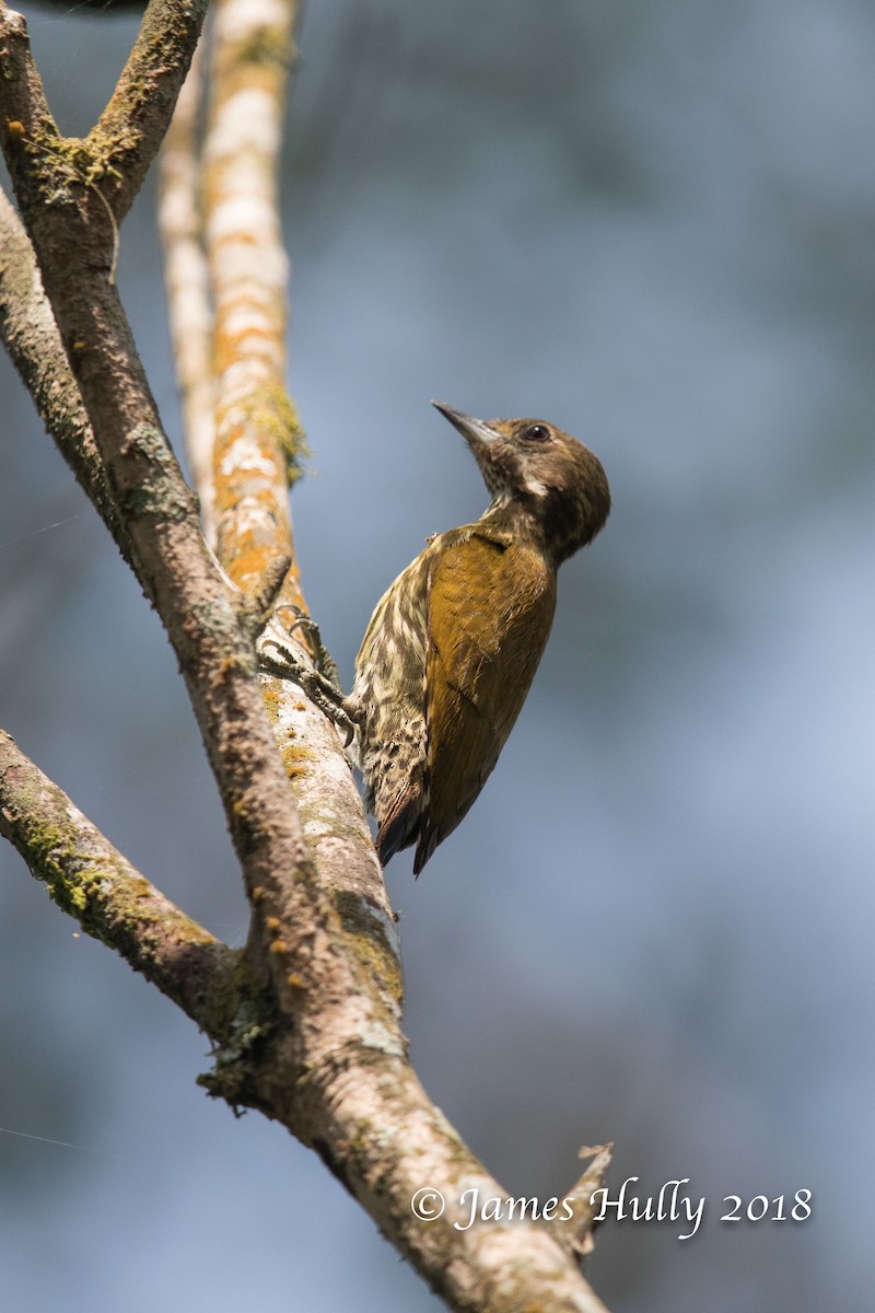 Melancholy Woodpecker - ML145521701