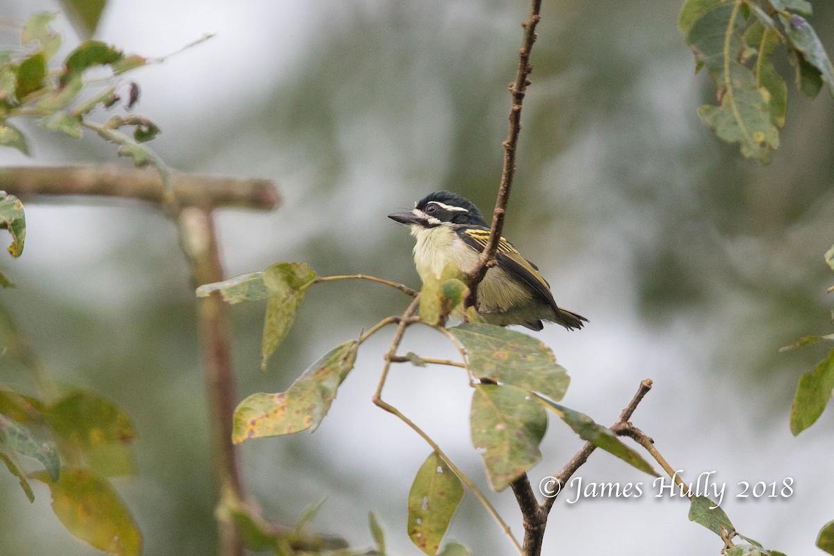 Yellow-throated Tinkerbird - ML145521801