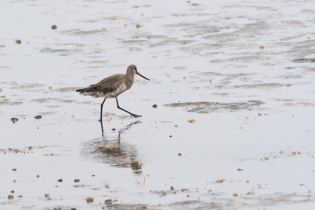Hudsonian Godwit - ML145522071