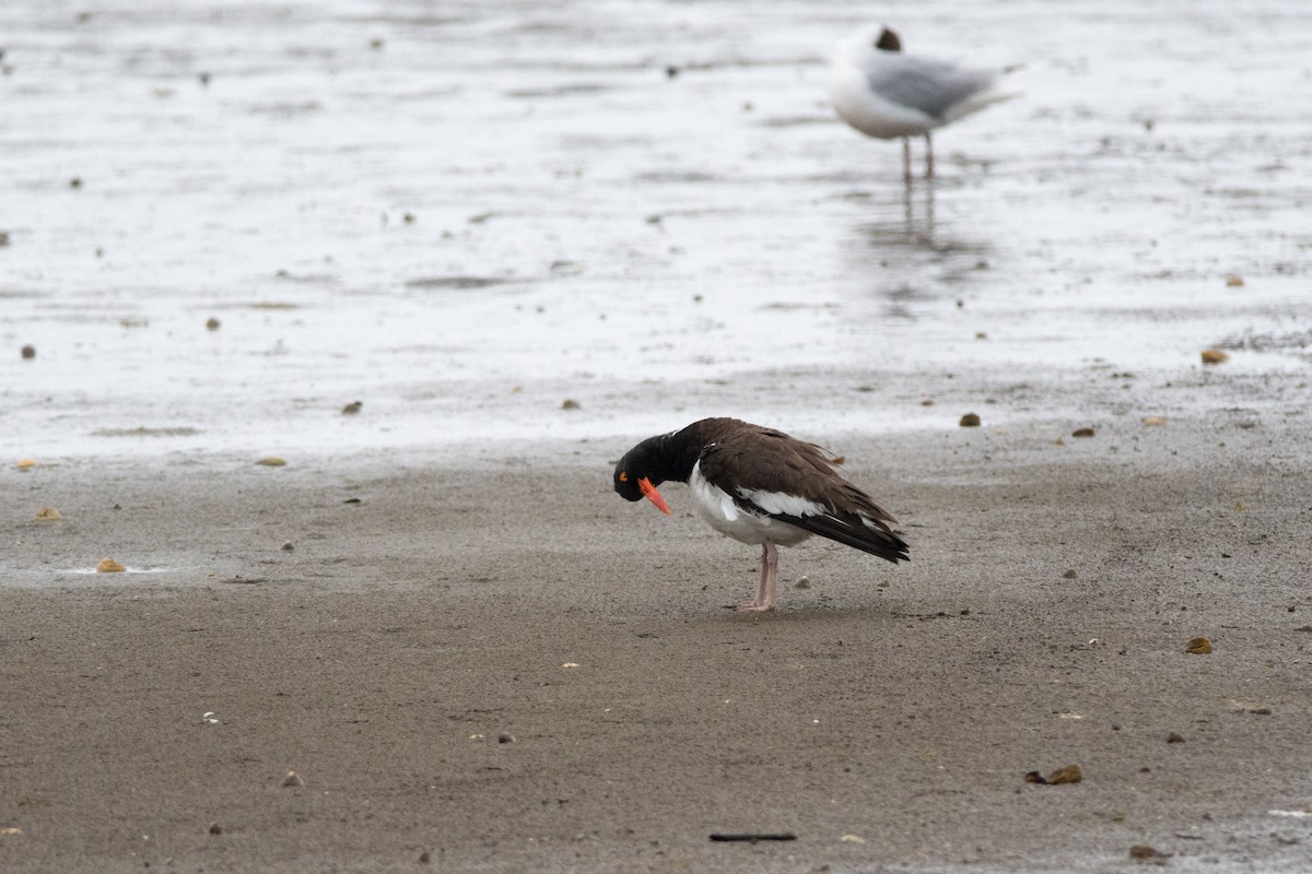 American Oystercatcher - ML145522151