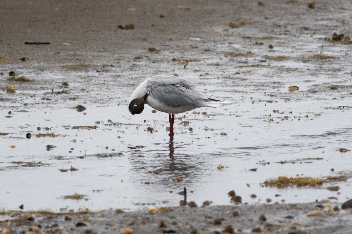 Brown-hooded Gull - ML145522171