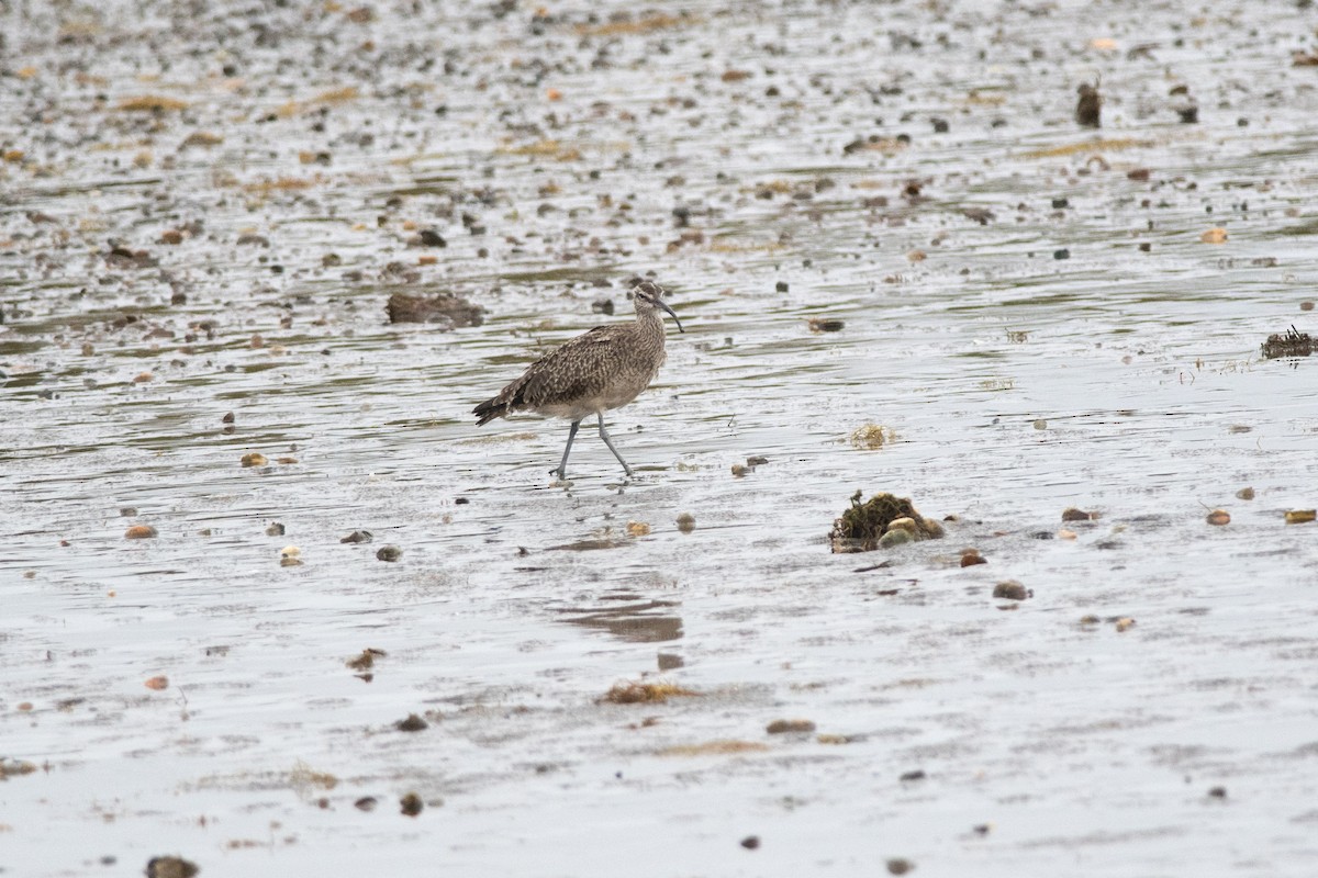 Whimbrel - ML145522221