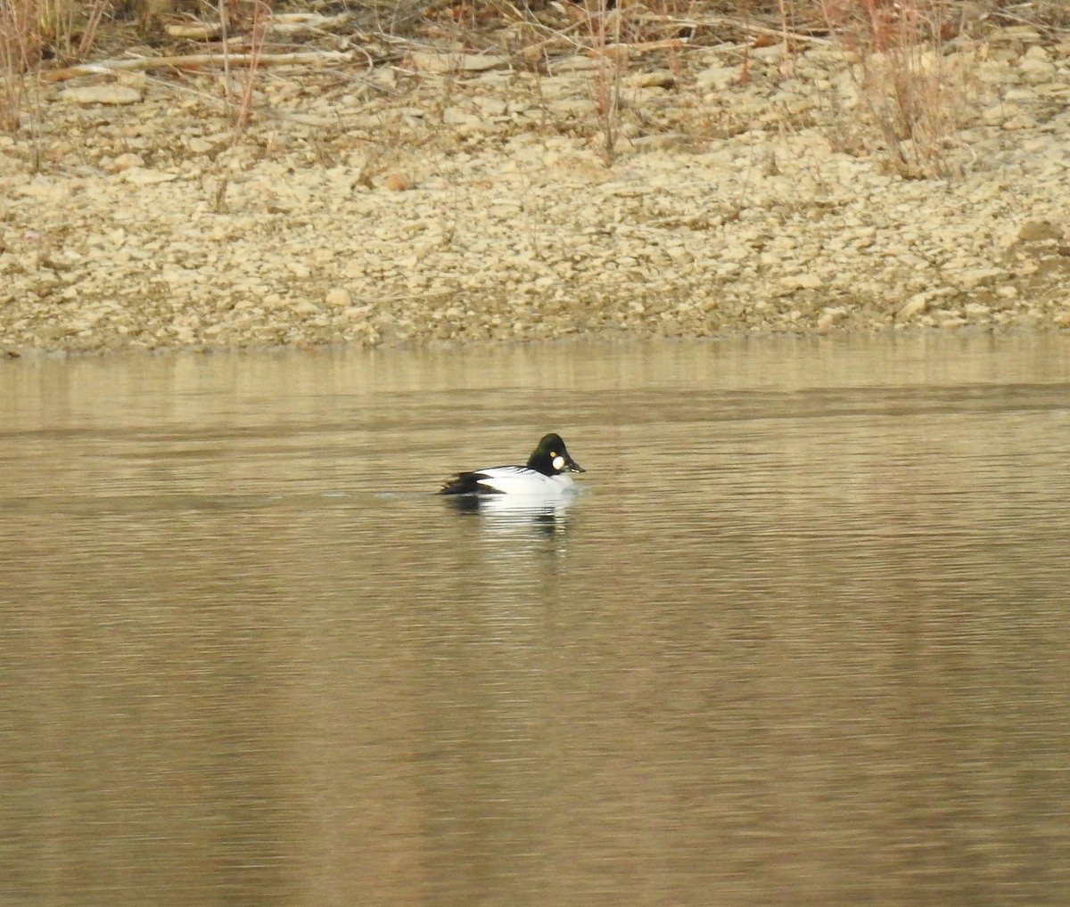 Common Goldeneye - Glenn Pearson