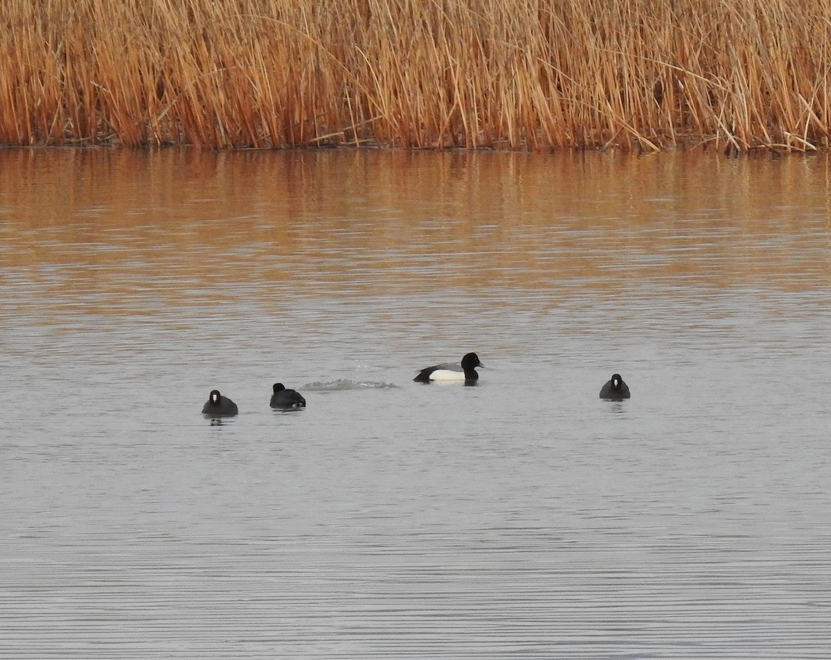 Greater Scaup - ML145524481