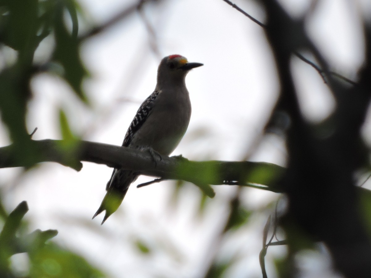 Golden-fronted Woodpecker - ML145524701