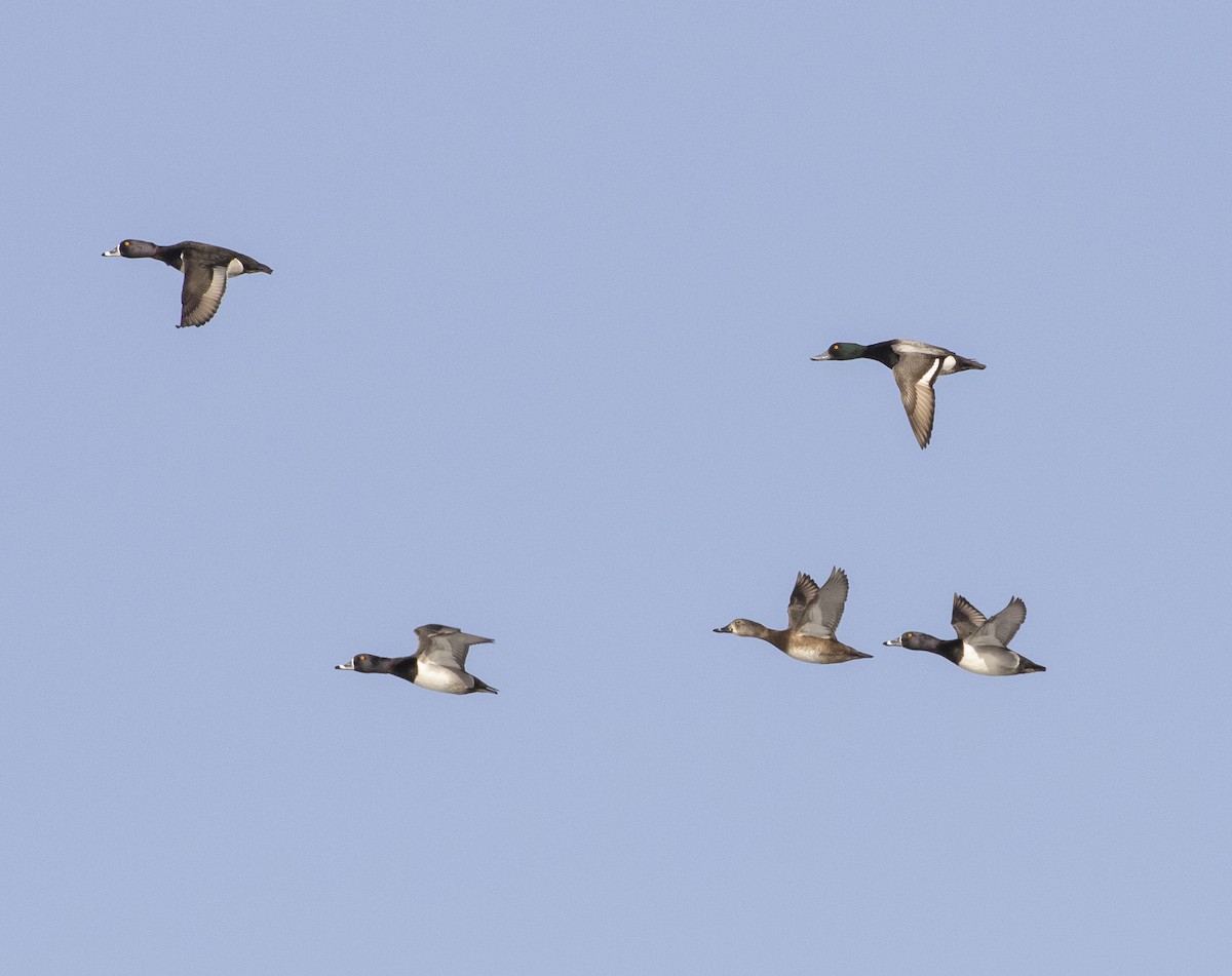 Ring-necked Duck - ML145524741